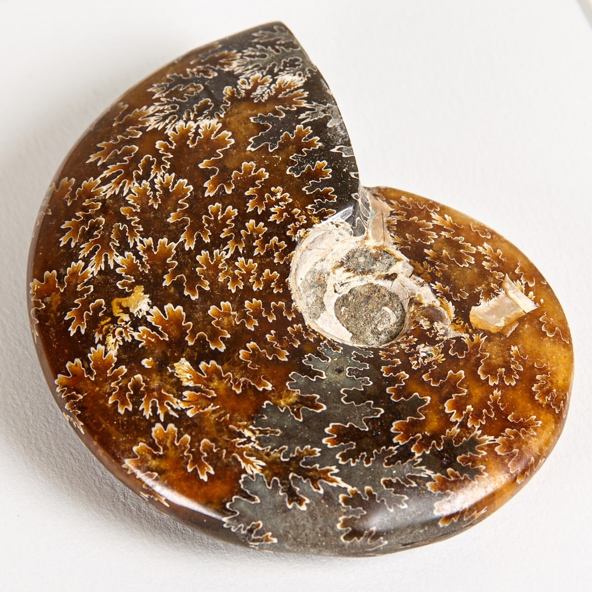 Whole Polished Ammonite Fossil in Box Frame (Cleoniceras sp)